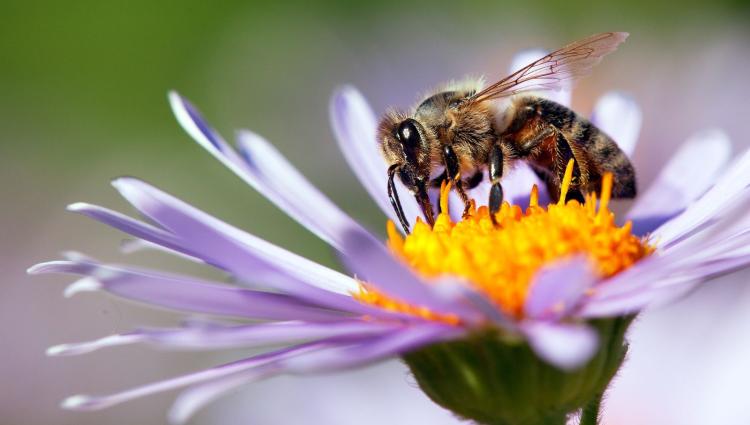 Bienenfreundliche Pflanzen