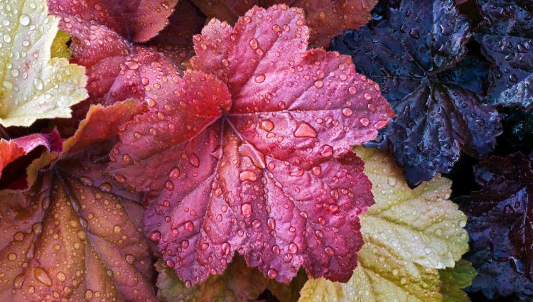 Herbstzauber