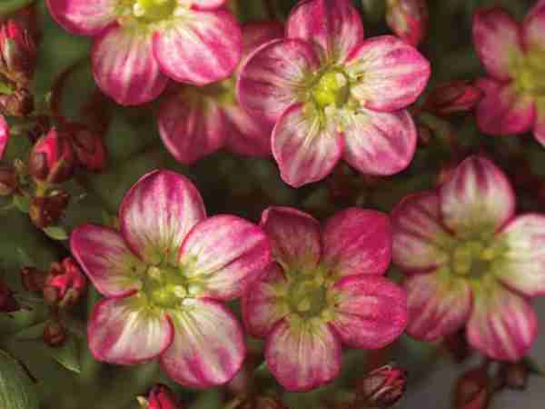 Blumen-Jerg-Stauden_1786