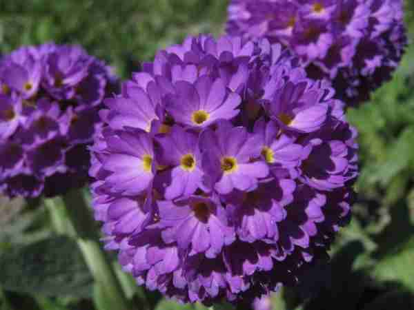 Blumen-Jerg-Stauden_1787