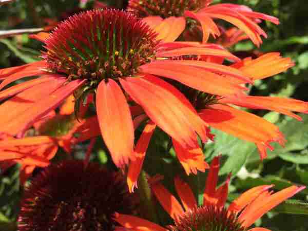 Blumen-Jerg-Stauden_2895