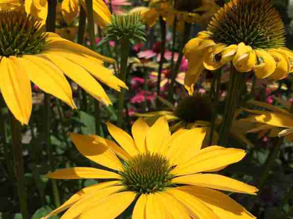 Blumen-Jerg-Stauden_2896