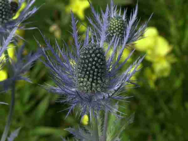 Blumen-Jerg-Stauden_7194