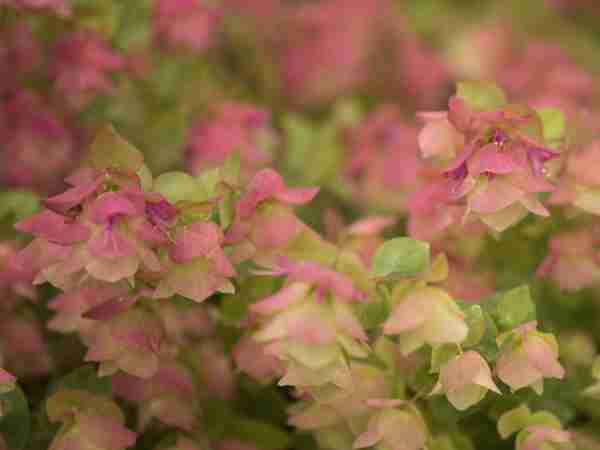 Blumen-Jerg-Stauden_7195