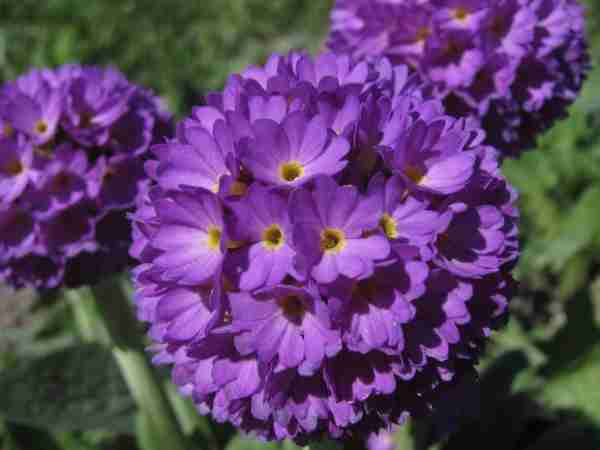 Fruehling-Blumen-Jerg-2