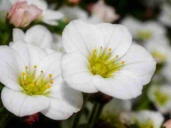Fruehling-Blumen-Jerg-3