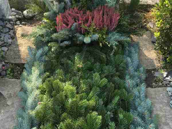 Grabunterhalt-Blumen-Jerg_4433