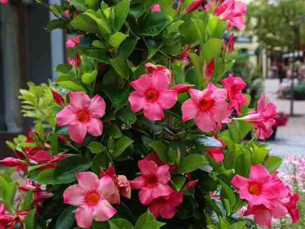 Grosspflanzen-Blumen-Jerg-1224458488