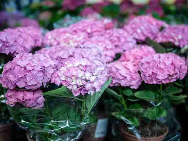 Grosspflanzen-Blumen-Jerg-1265632965