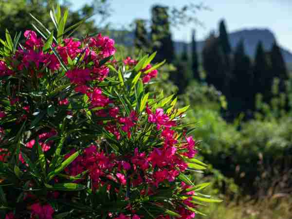 Grosspflanzen-Blumen-Jerg-1272976303