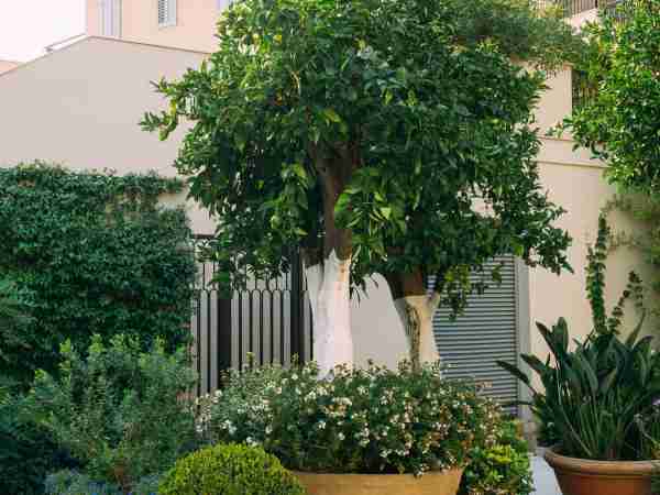 Grosspflanzen-Blumen-Jerg-675219896