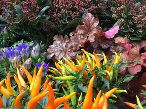 Herbst-Blumen-Jerg_2159