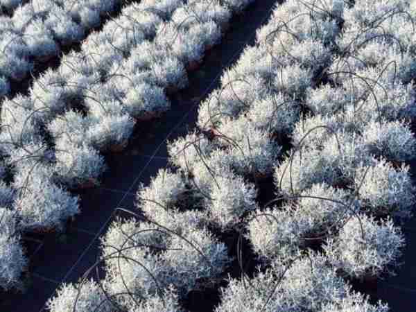 Herbst-Blumen-Jerg_2181