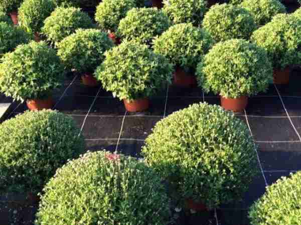 Herbst-Blumen-Jerg_2183