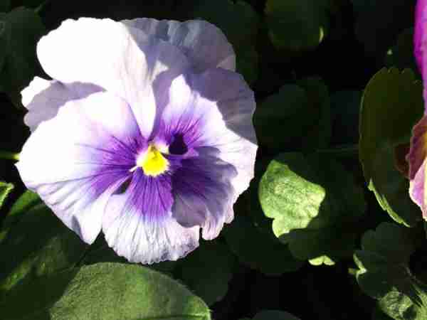 Herbst-Blumen-Jerg_4332