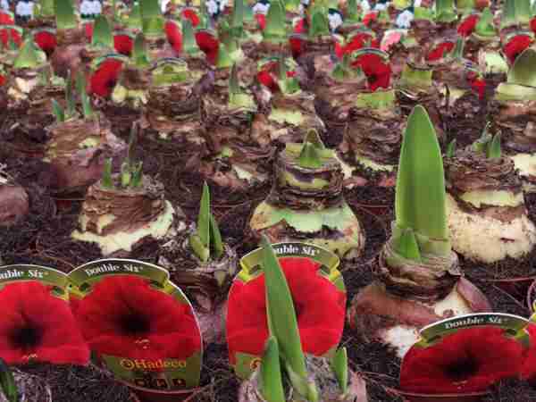 Herbst-Blumen-Jerg_4515