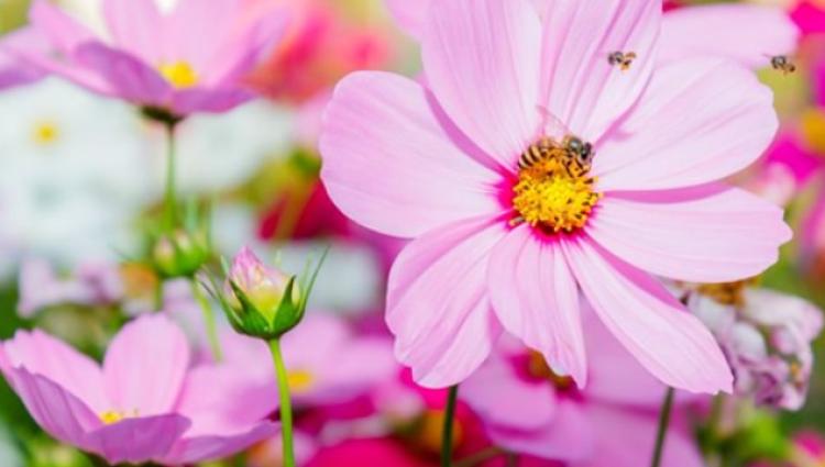 Bienenfreundliche Pflanzen