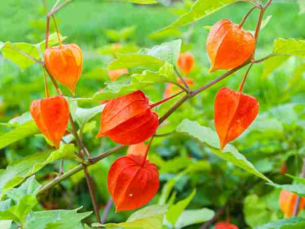Physalis-Blumen-Jerg-598083968