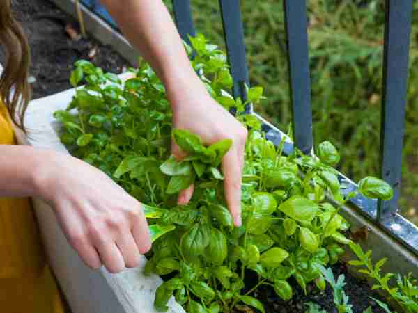 Terrassenbegruenung-Blumen-Jerg-929254324