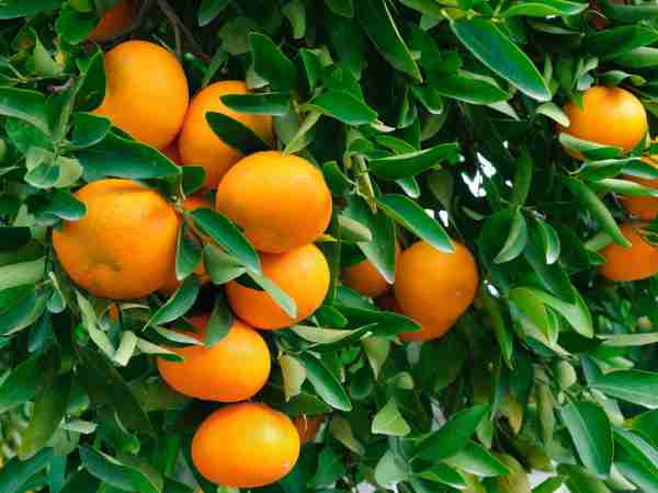 Ueberwinterung-Kuebelpflanzen-Blumen-Jerg-465325532