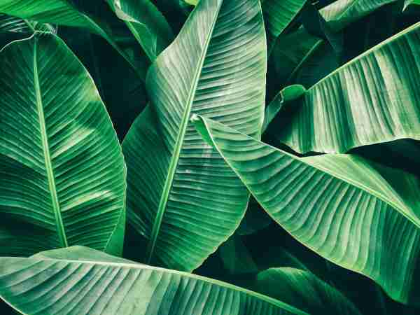 Ueberwinterung-Kuebelpflanzen-Blumen-Jerg-903532512