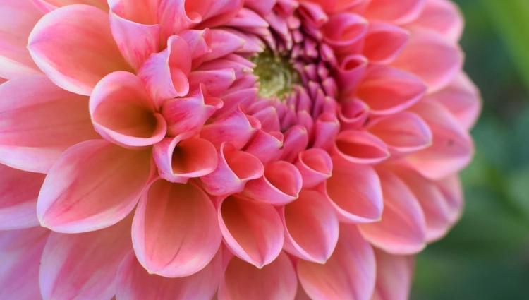 Eröffnung der Balkonsaison 2026