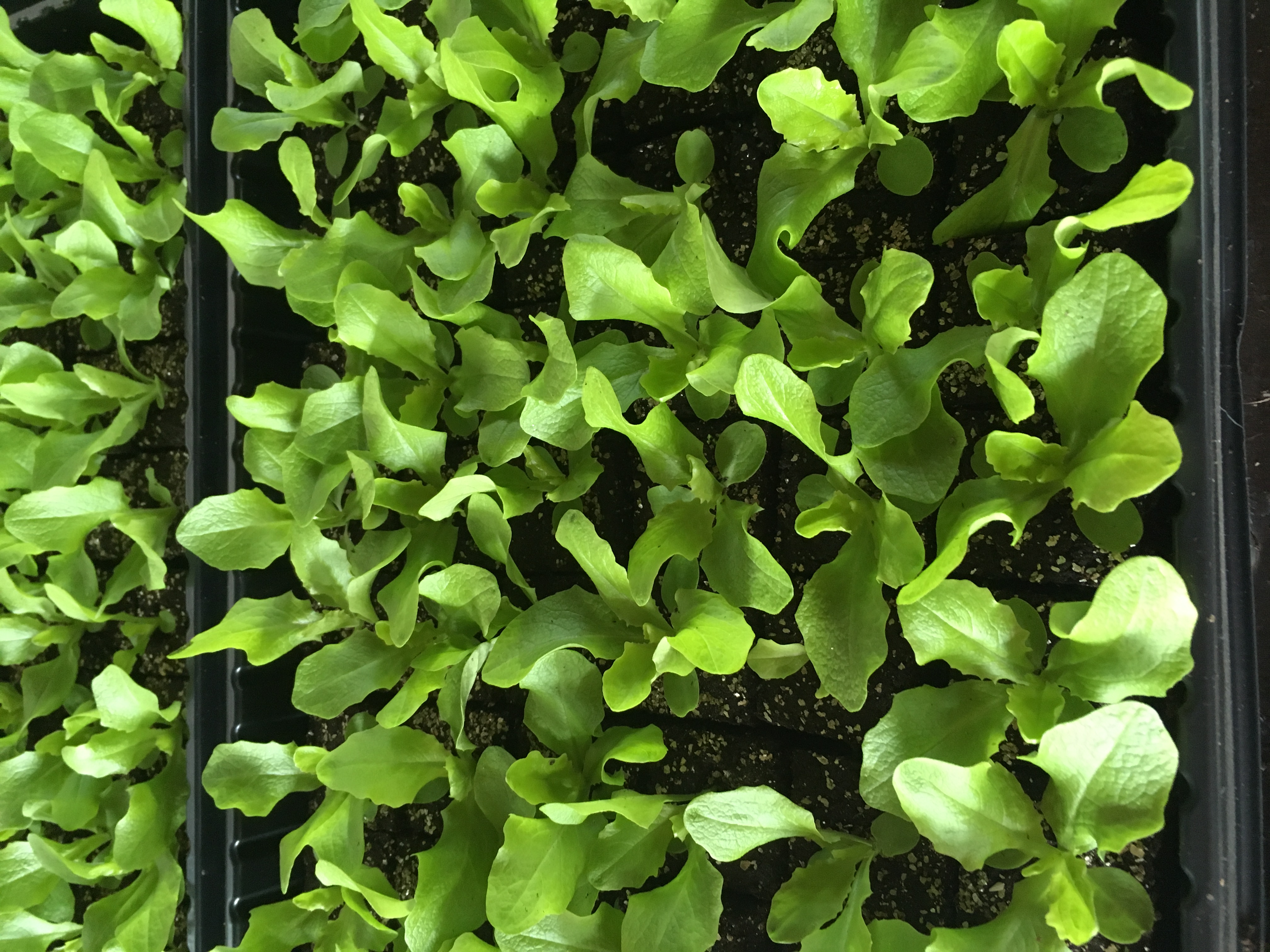 Salat - und Gemüsesetzlinge