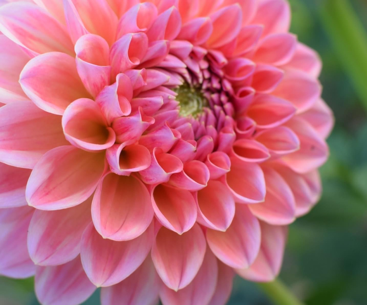 Eröffnung der Balkonsaison 2026