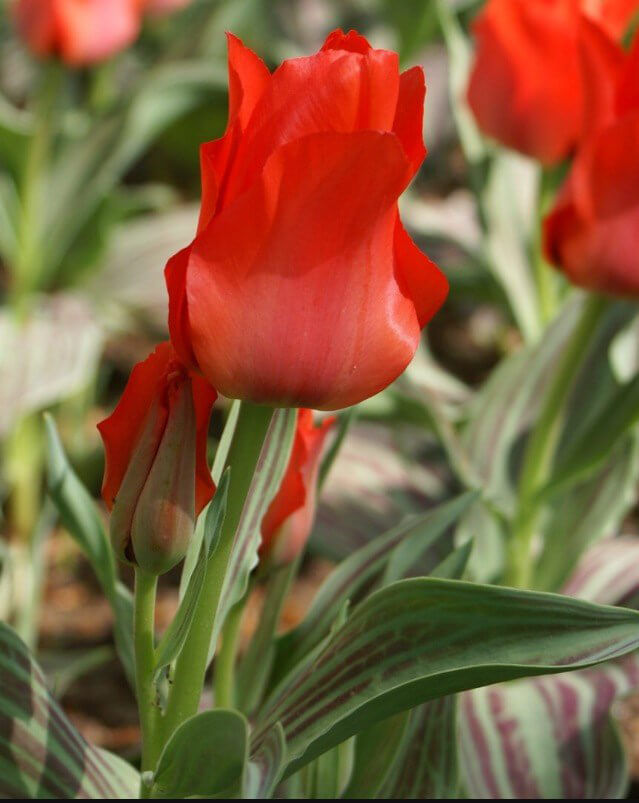 Fruehling-Blumen-Jerg-1