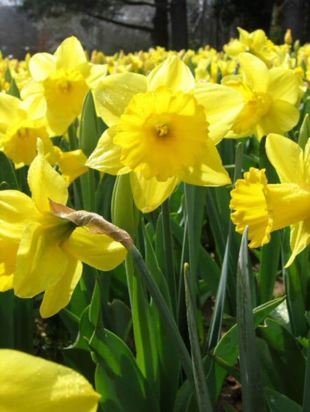 Fruehling-Blumen-Jerg-31