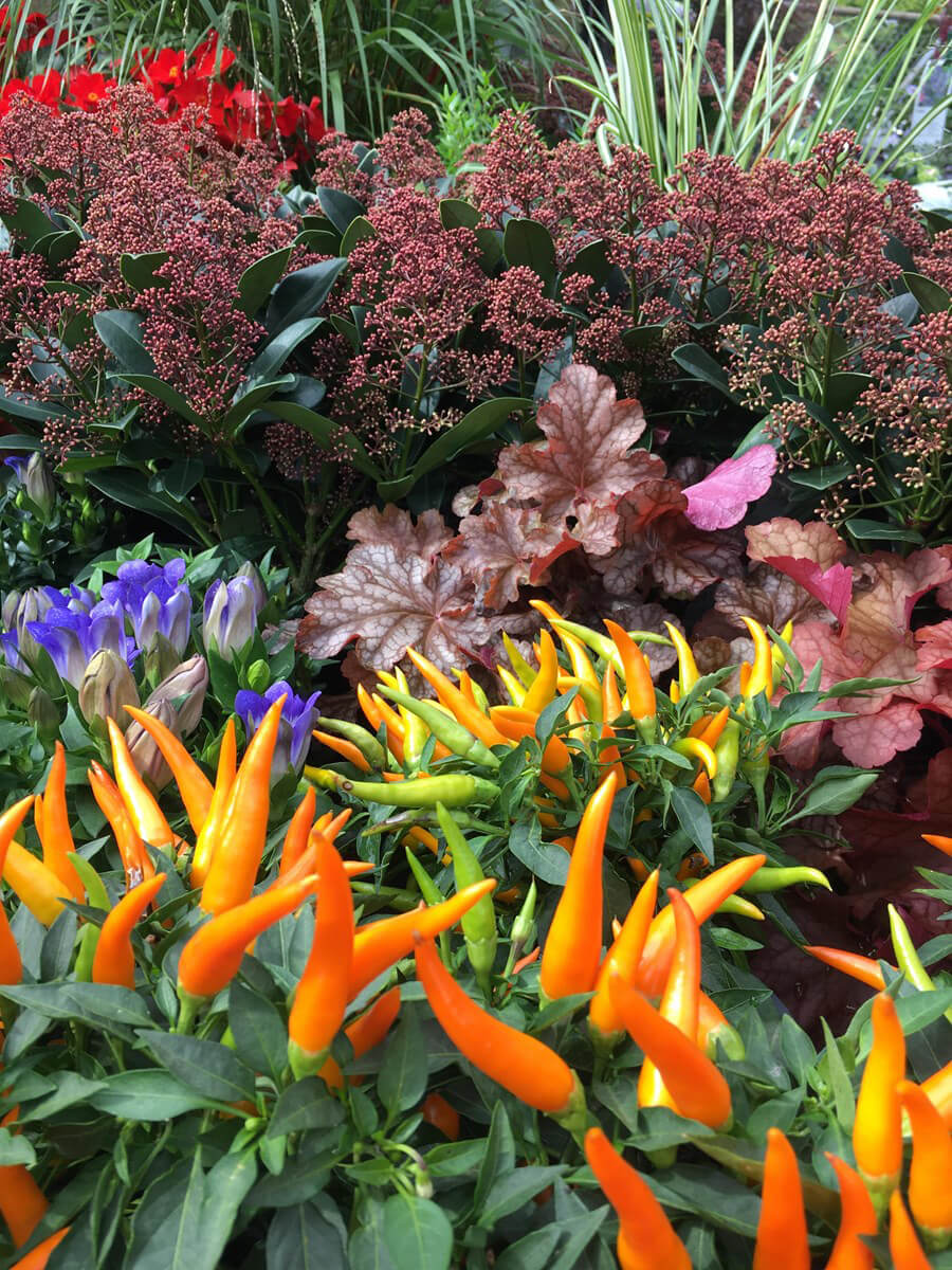 Herbst-Blumen-Jerg_2159
