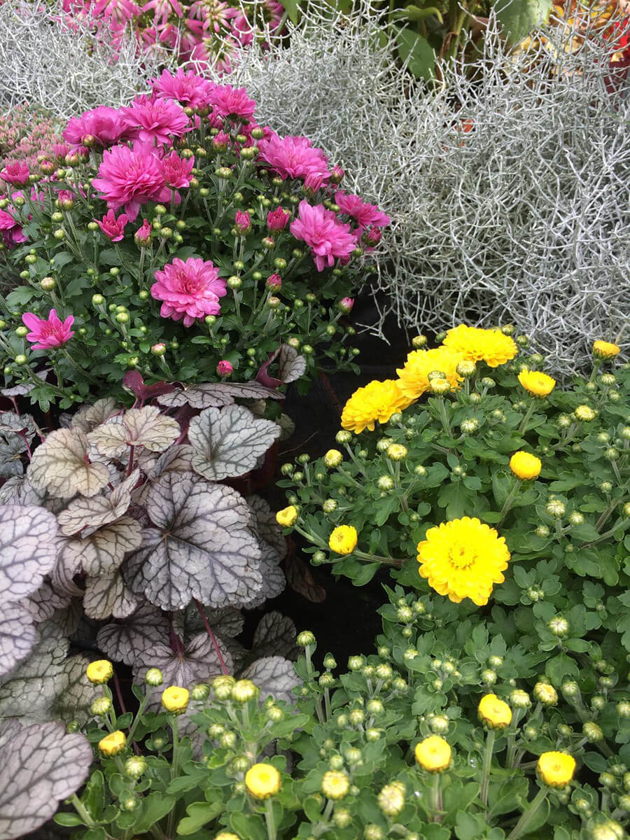Herbst-Blumen-Jerg_2161