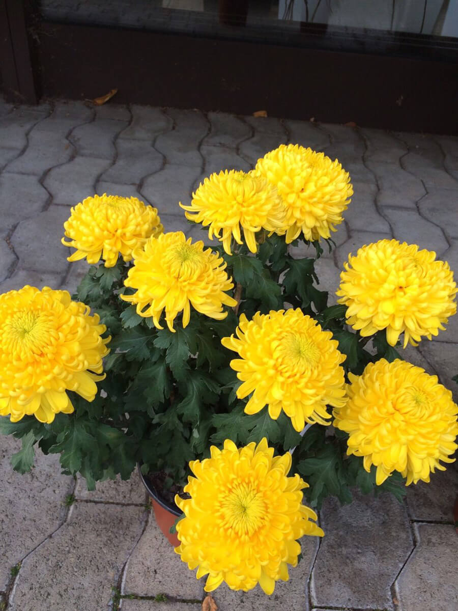 Herbst-Blumen-Jerg_4518