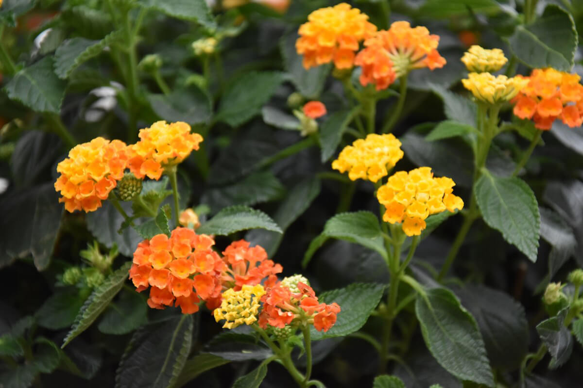 Sommer-Blumen-Jerg_0091