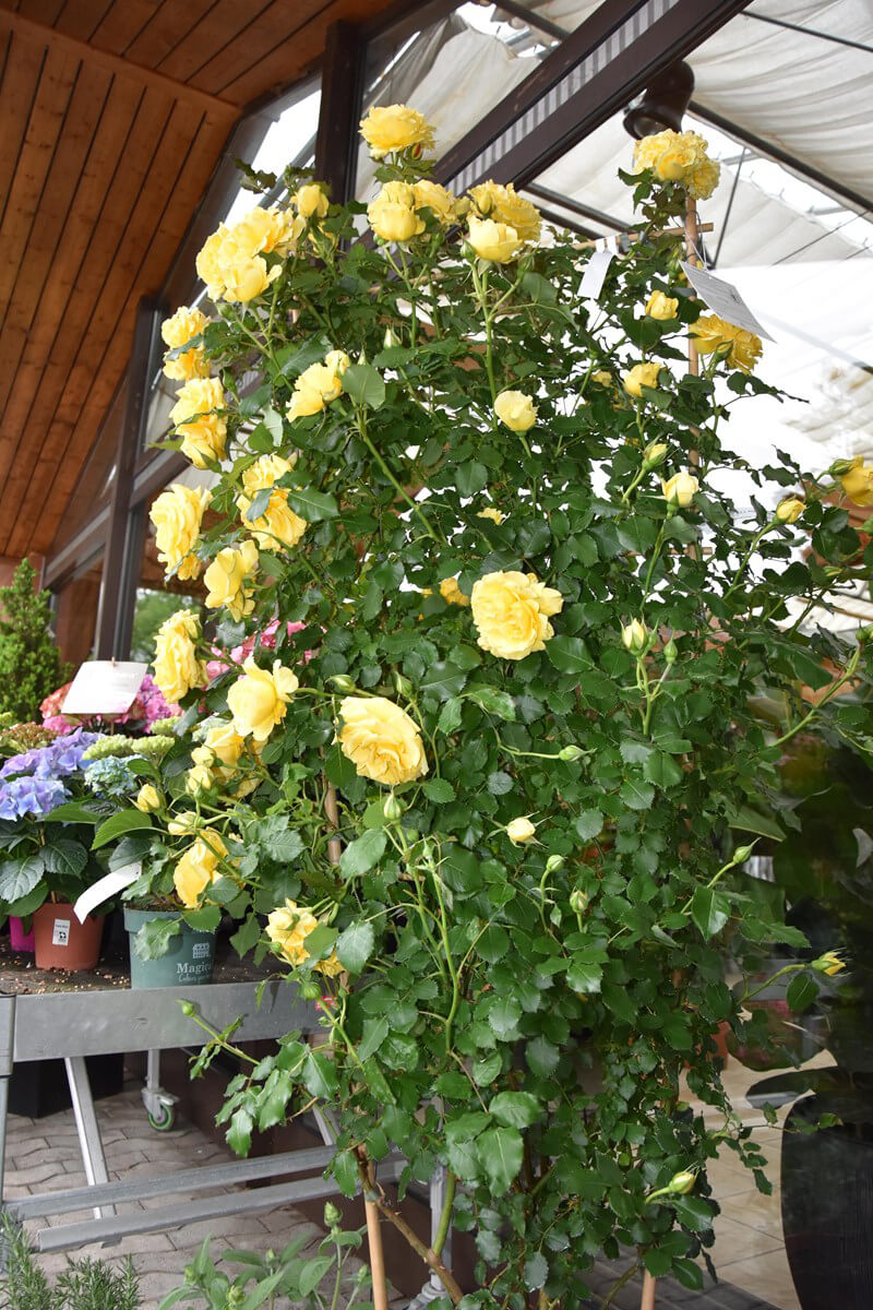 Sommer-Blumen-Jerg_0144