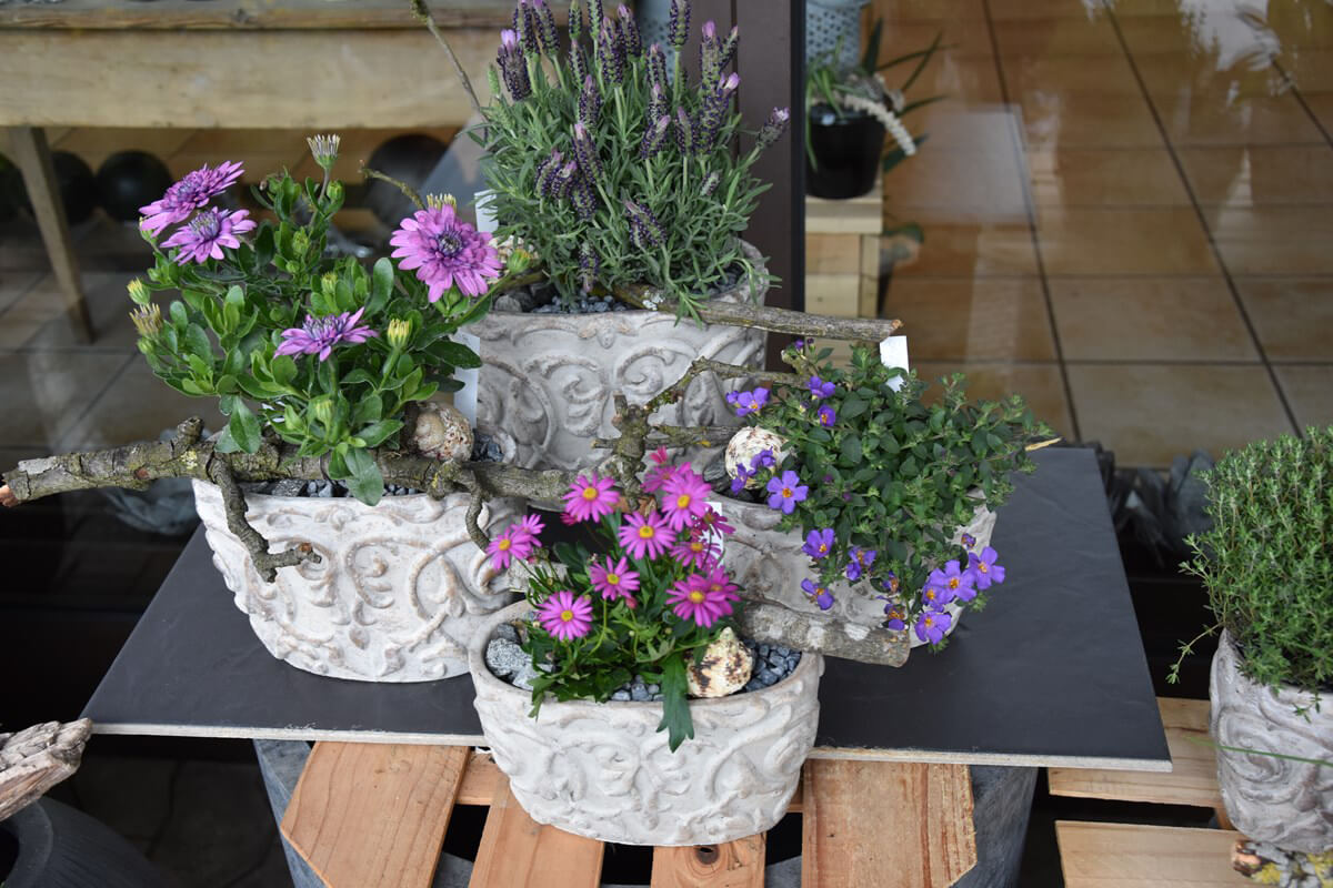 Sommer-Blumen-Jerg_0146
